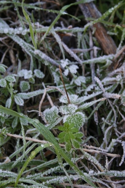 Little bit of frost